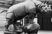Le Rhino de Jacquemart