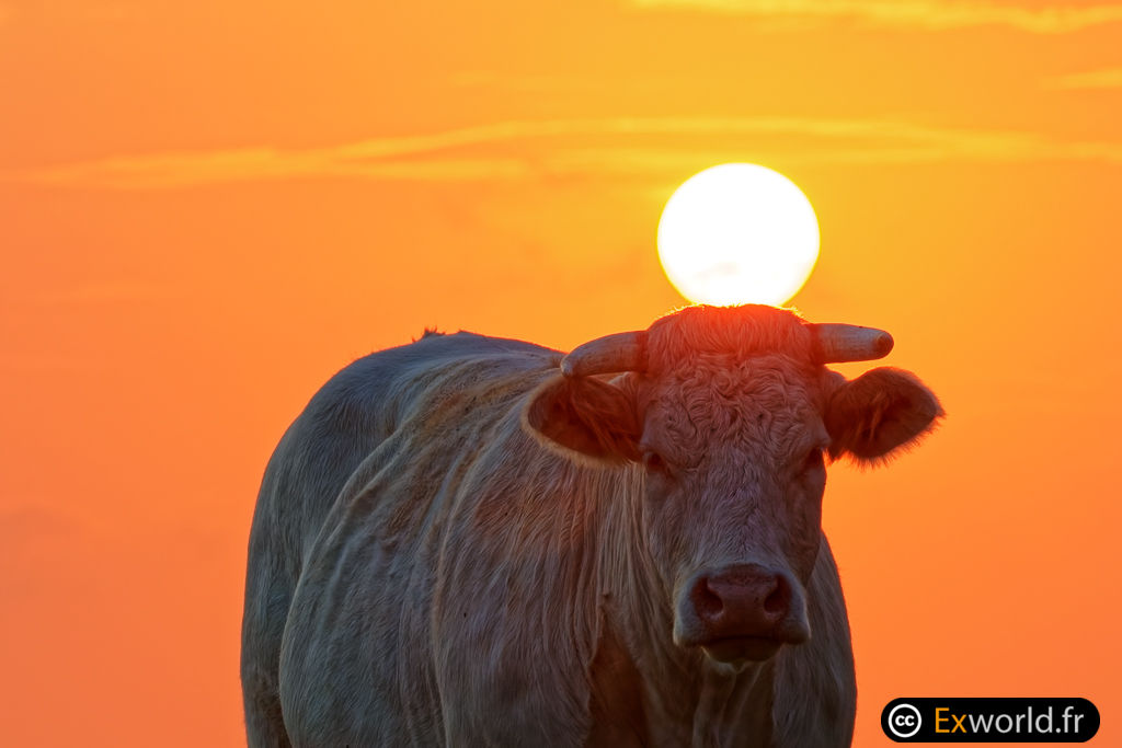 Sun and cow II