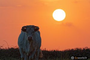 Sun and cow