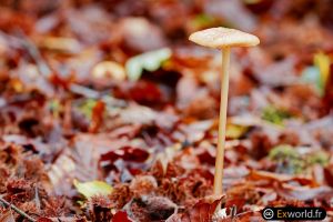 Mushrooms III