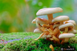 Mushrooms IV