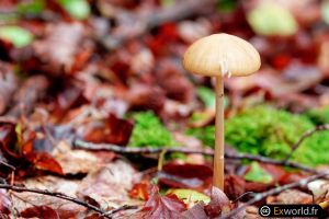 Mushrooms IX