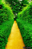 Path