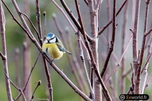 Parus caeruleus