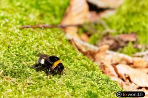 Bombus terrestris