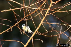 Parus caeruleus