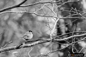 Parus major