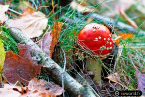 Amanita muscaria II