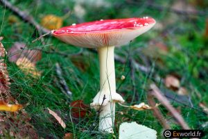 Amanita muscaria