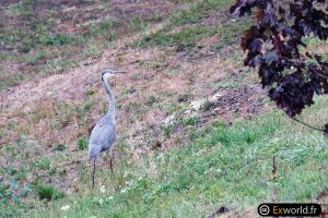 Ardea cinerea