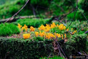 Calocera viscosa