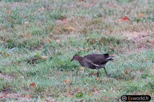 Gallinula chloropus