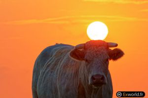 Sun and cow II