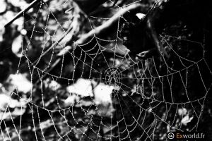 Web