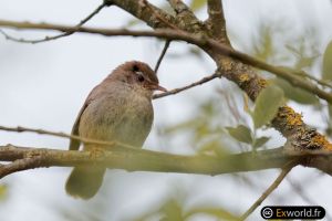 Bouscarle de Cetti