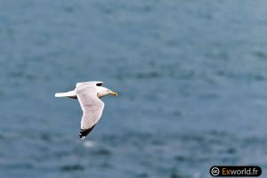 Larus argentatus