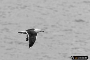 Larus marinus II