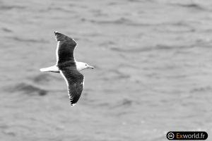 Larus marinus