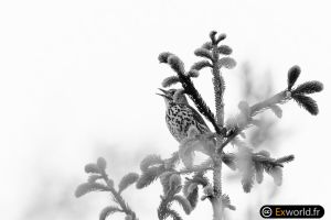 Turdus philomelos