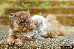 Dissatisfied