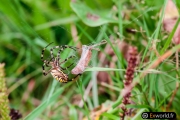 Argiope Frelon 2