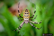 Argiope Frelon 3