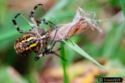 Argiope Frelon 4