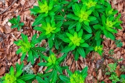 Euphorbia hyberna