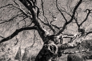 Fagus