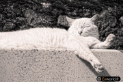 Sunbathe