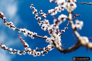 Apricots-flowers