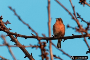 Fringilla-coelebs-at-sunset