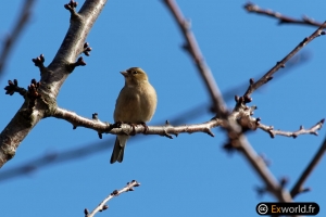 Fringilla-coelebs-female