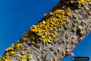 Lichens