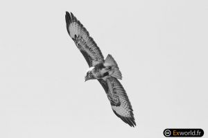 Buteo buteo