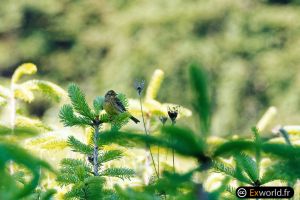 Emberiza citrinella female