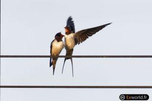 Hirundo rustica