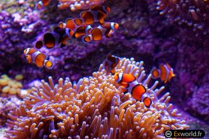 Amphiprioninae