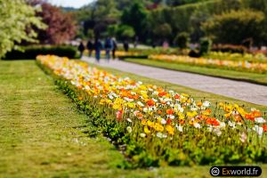 Papaver nudicaule