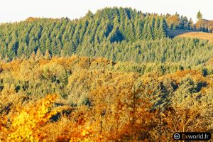 Autumn II
