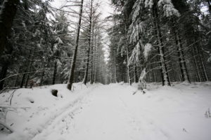 Le bois des Elans