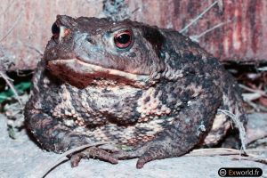 Crapaud