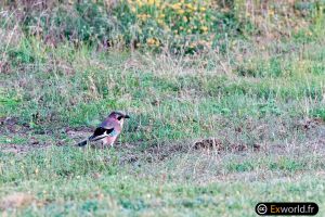 Garrulus glandarius