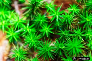 Polytrichum Commune