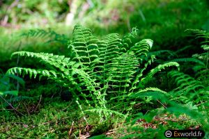 Pteridium aquilinum