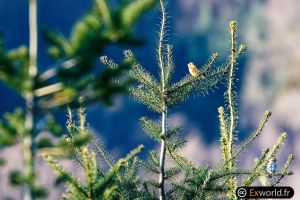 Emberiza