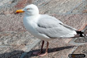 Larus