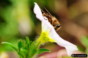 Convolvulus III