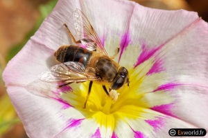 Convolvulus