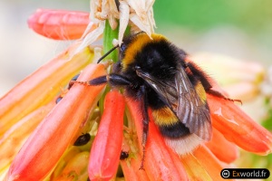 Bombus